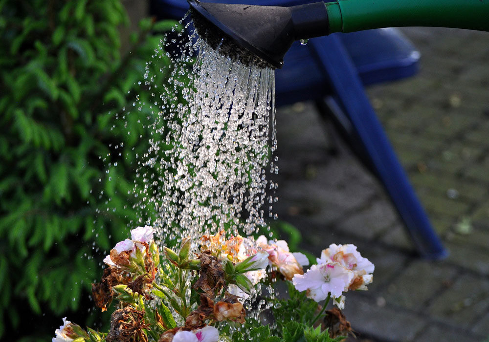 The Importants of Water for Your Garden