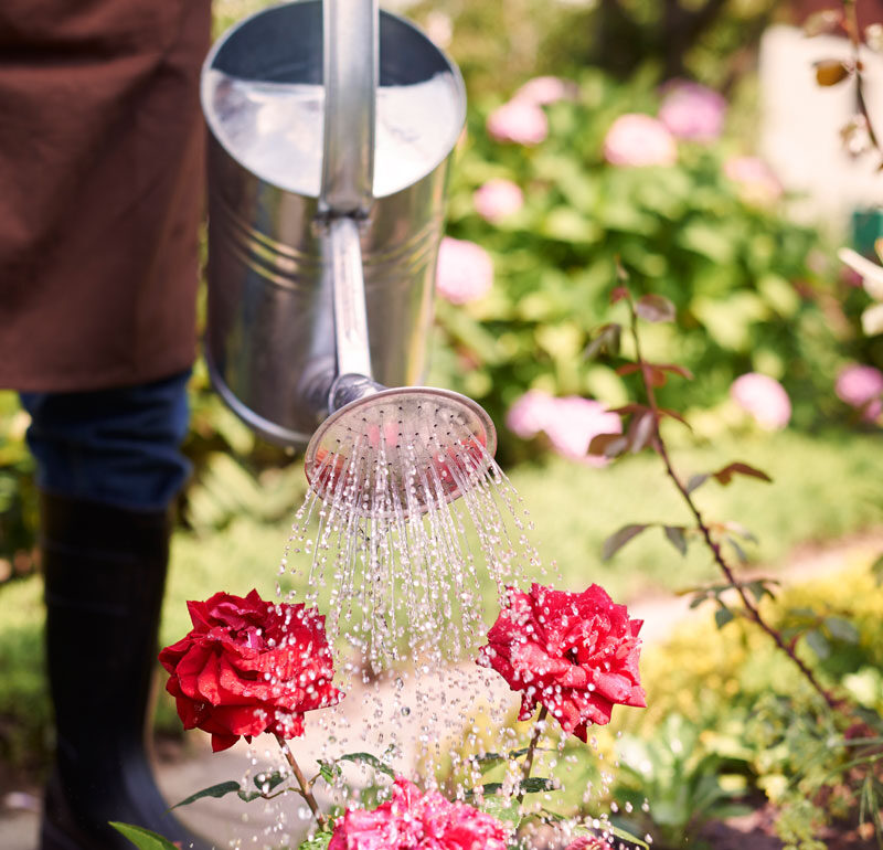 Watering Flowers Garden