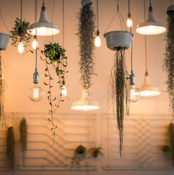 Our bulbs will brighten your days