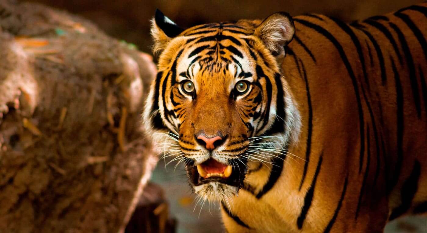 Protect Our Wildlife, Preserve Our Earth